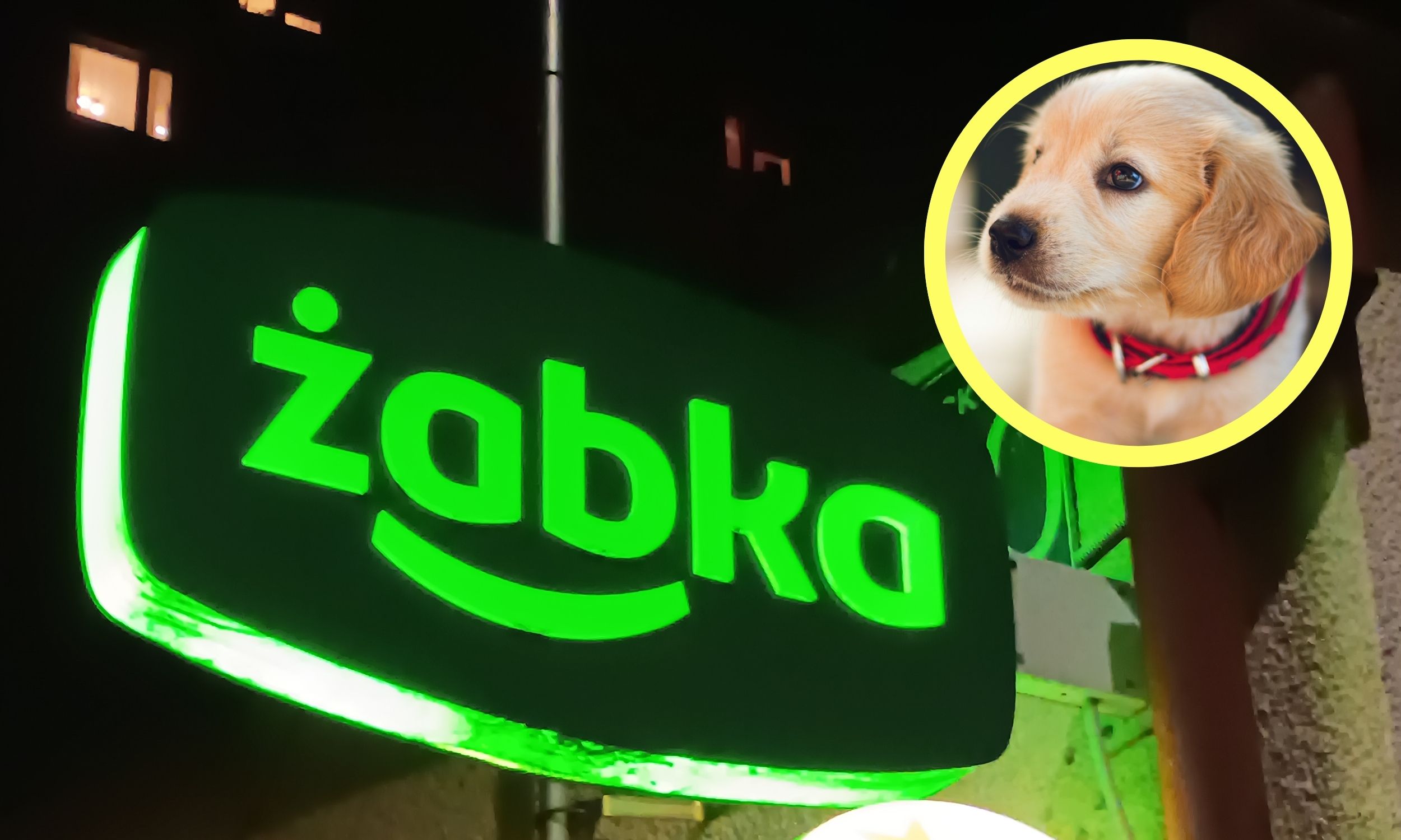 Do tych sklepów nie wejdziesz z psem. Właściciel ma prawo cię wyprosić