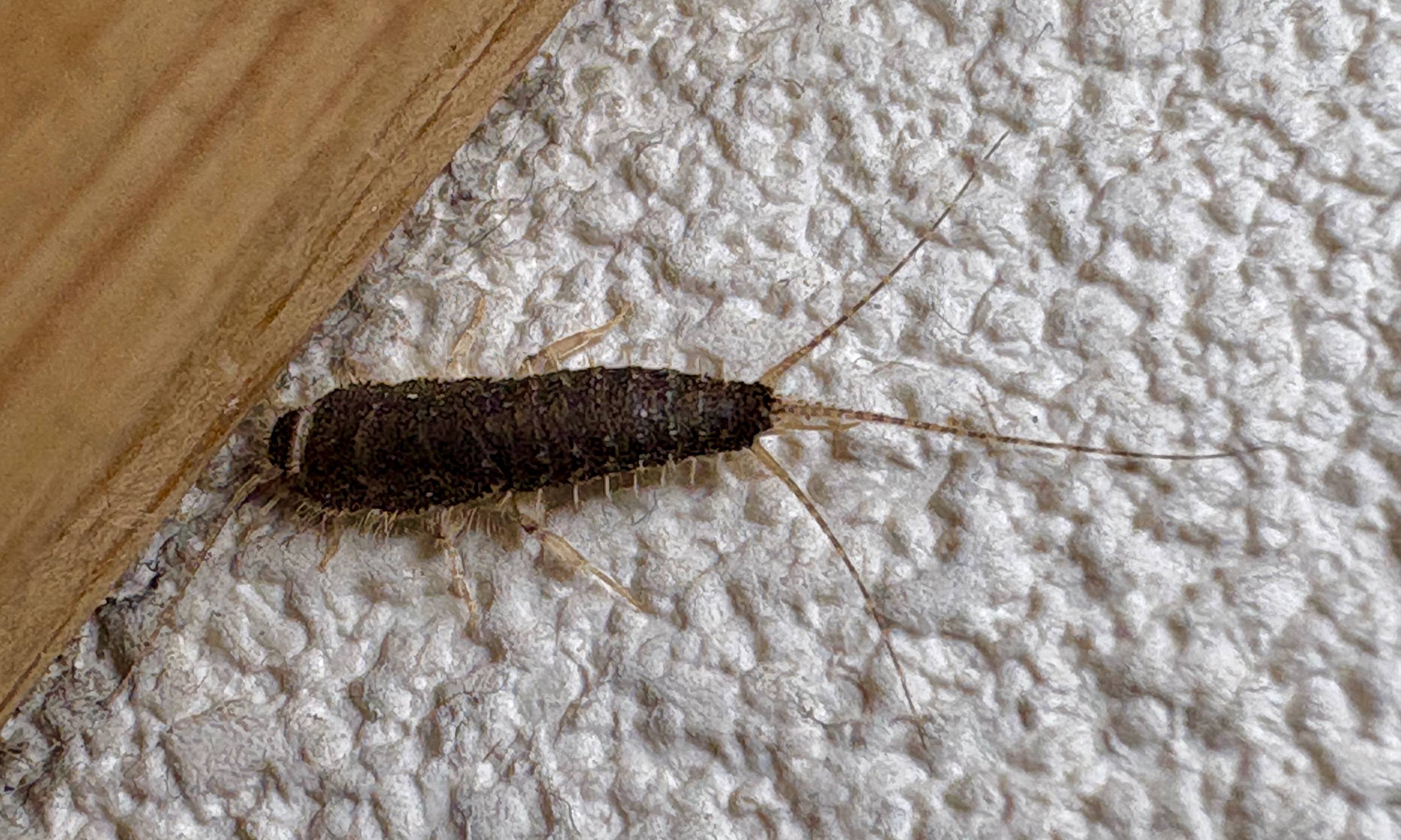 Jak pozbyć się rybików cukrowych? Profesor odpowiada