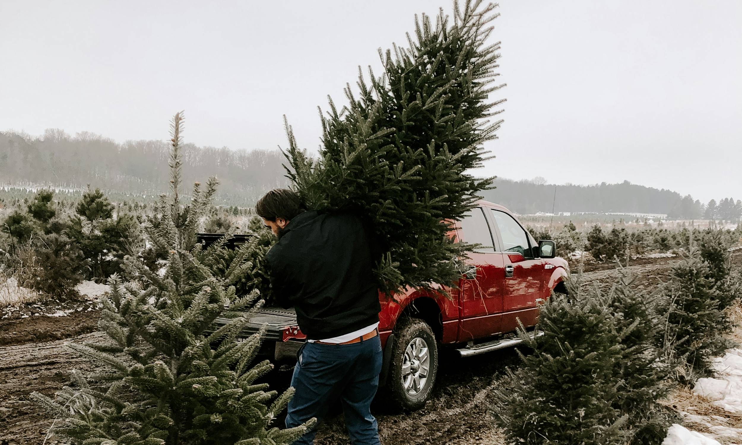 Darmowe choinki w każdym mieście. Wystarczy chwila odwagi