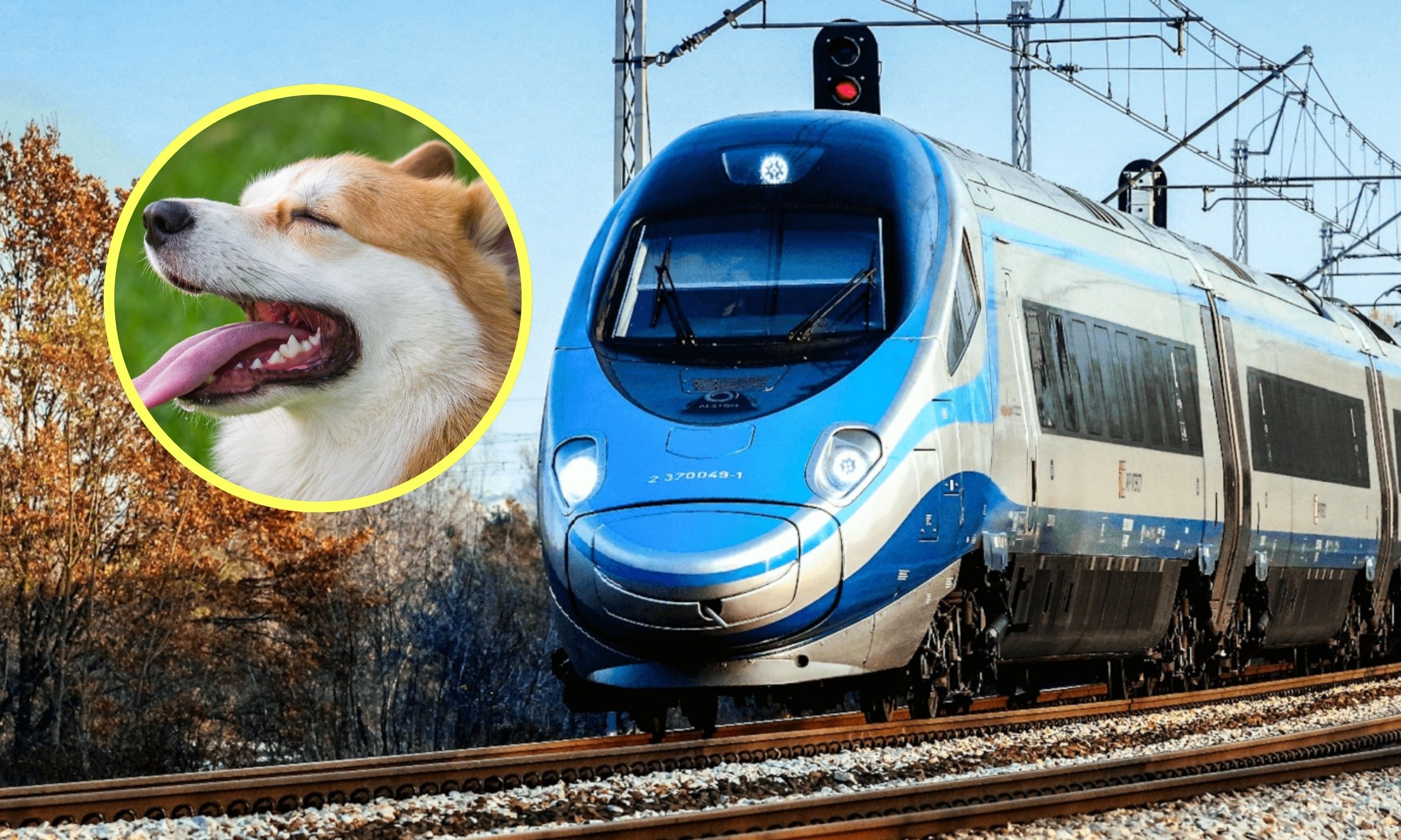 Pies, który jeździł PKP Intercity. Oto oficjalne zasady