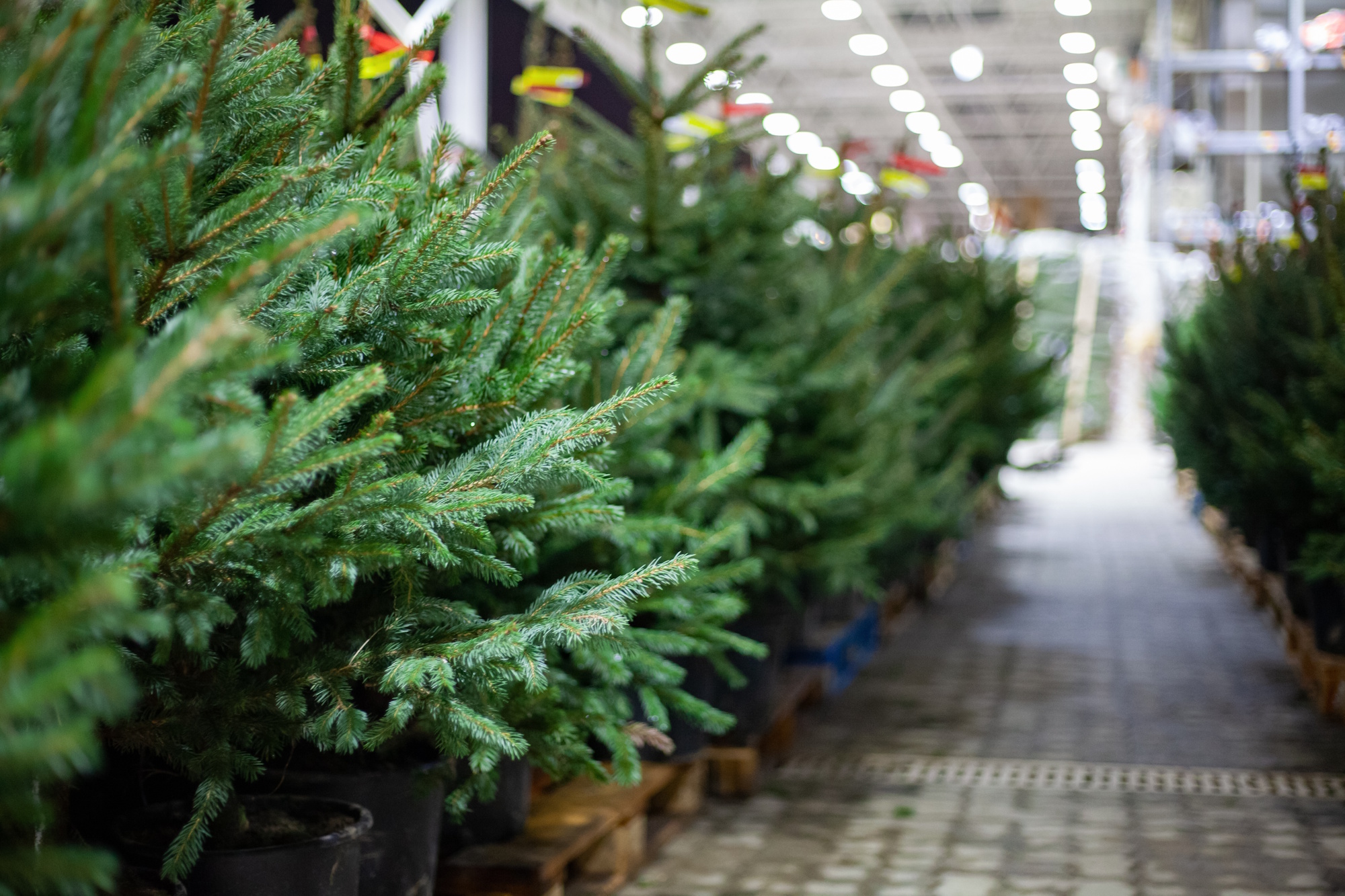 Nie przepłacaj za choinkę. Powinna kosztować 30-40 zł